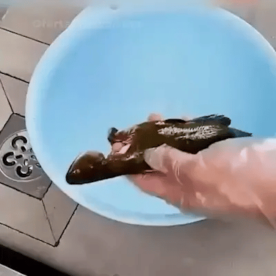 BioFos в действие